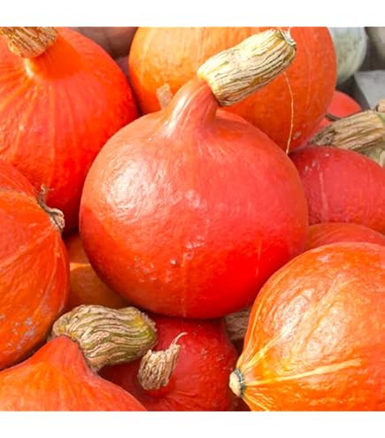Amazon.com : Organic Japanese Red Kuri Squash Seeds - 4 g ~30