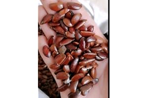 PEAVYTAILOR 120 Seed Japanese Persimmon for Planting Non GMO Heirloom FuYu Persimmon