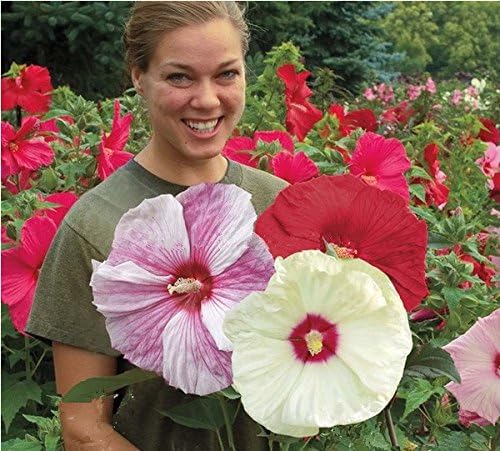 100 Giant Hibiscus Flower Seeds Hardy 