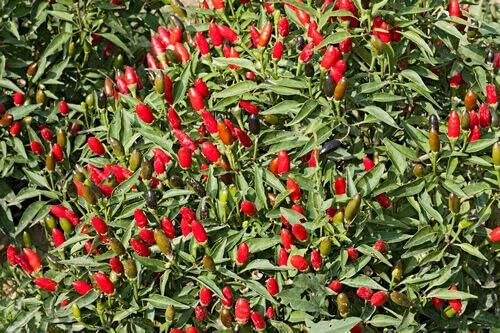 Germination Seeds ONLY NOT Plants: Extreme Hot Thai Chilli - One of The Most Hot Thai Chilli Varie - 15 Seeds