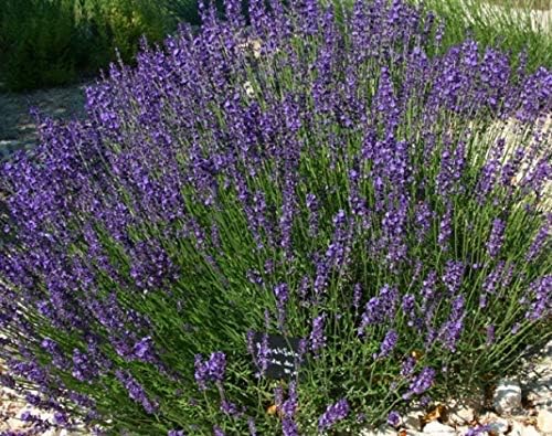 LAVANDULA ANGUSTIFOLIA (English Lavender) (10, 5" Liner)