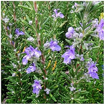 すべての花の画像 50 素晴らしいローズマリー 匍匐性 品種