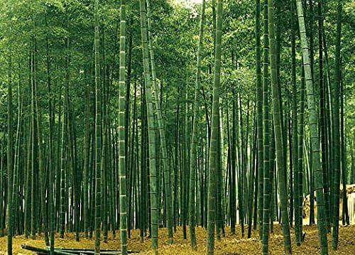 Huge Photo Wall Mural 12 Feet 6 Inch Wide X 9 Feet High Covers an Entire Wall! Tropical Beaches, Waterfalls, Mountains, Nature (Bamboo Plantation Japan Wall Mural)