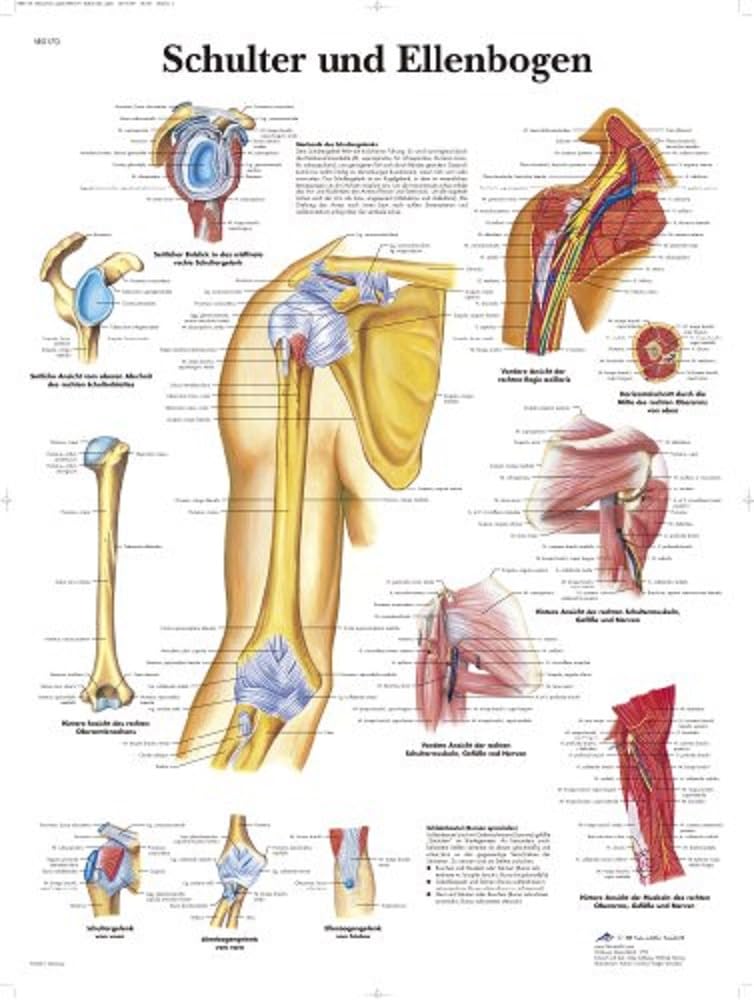 3B Scientific Anatomical Chart 'Schulter und Ellenbogen' ('Shoulders and Elbows') [German Language]