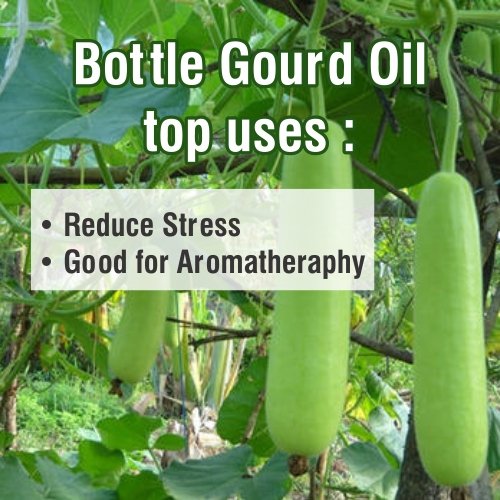 Bottle Gourd Oil (LAGENARIA SICERARIA) 100% Natural Pure Carrier Oil 100ML