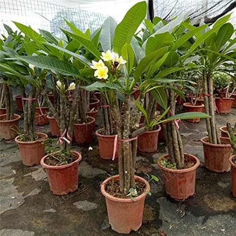 Amazon Co Jp 盆栽0個 袋プルメリア鉢植えフランジパニレイフラワー希少なエキゾチックeggflowerパーフェクト色diyのホームplng 6 Diy 工具 ガーデン