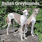 Italian Greyhounds 2020 12 x 12 Inch Monthly Square Wall Calendar, Animals Italian Dog Breeds by