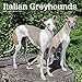 Italian Greyhounds 2020 12 x 12 Inch Monthly Square Wall Calendar, Animals Italian Dog Breeds by