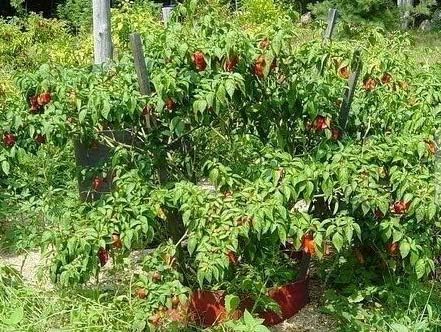 Seeds Naga Viper Extremely Hot Chili Pepper Rare World Record Holder Get 20 Seeds #EL01YN
