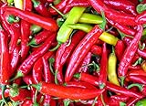 30+ Piri Piri Chili African Bird's Eye Chili Hot