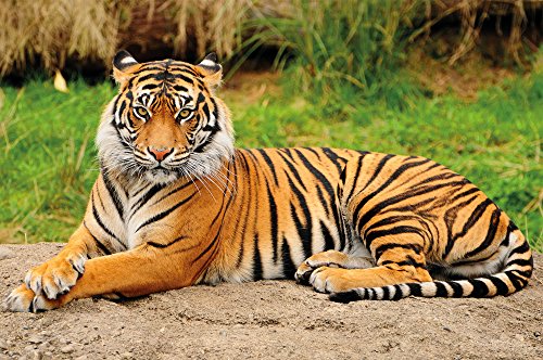 Tiger photo wall paper majestic tiger mural ideal for living room Great Art 82.7 Inch x 55 Inch