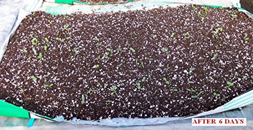 Gift Wrap That Grows and Blooms Colorful Wild Flowers - Seeded to create Colorful Garden - Thumbnail 3