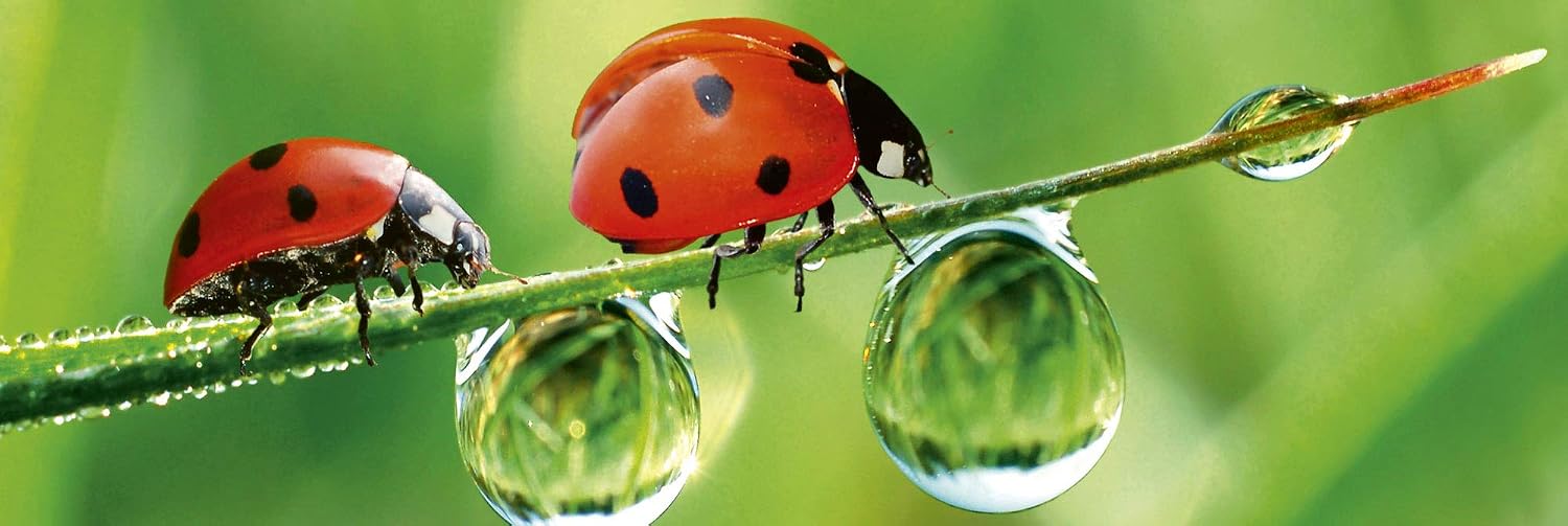 DIMEX LINE Peel and Stick Kitchen Backsplash Sticker Ladybug, Grün, 180 x 60 cm - Image 4