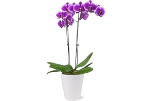 PLANTS AND BLOOMS SHOP Just Add Ice JA5011 Purple Orchid in White Evi Ceramic Pottery, Long-Lasting Fresh Flowers, Live Indoor Plant, Easy to Grow Gift for Her, Mom, Wife, Birthday Home Décor Planter, 5" Diameter, 25" Tall