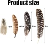 TZMFHD 50 Pcs Pheasant Feathers 12-20cm Natural Craft Feathers 4 Styles DIY view 2