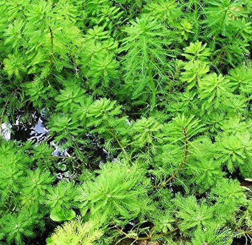 Water Plants Red Stemmed Parrots Feather - Myriophyllum Brasiliensis 1x bunch - Live aquarium plant Water Plants Red Stemmed Parrots Feather - Myriophyllum Brasiliensis 1x bunch - Live aquarium plant