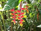 Heliconia Rostrata 'Hanging Lobster Claw/Bird of