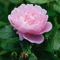 Aromatics International Rose Otto Essential Oil 15ml