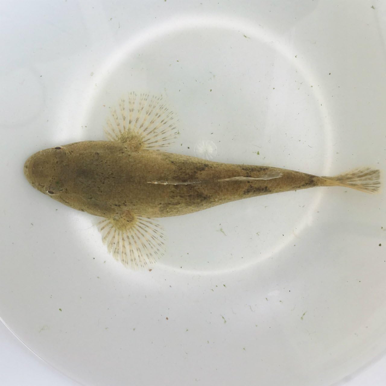 Amazon 淡水魚 ドンコ 10 15ｃｍ 1匹 生体 川村淡水魚販売 観賞魚 水中生物 通販