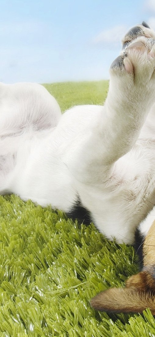 PeelitStickit Dog, Animal Wall Murals ID-212, vinyl