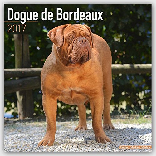 Dogue De Bordeaux Calendar 2017 - Dog Breed Calendars - 2016 - 2017 wall calendars - 16 Month by Avonside