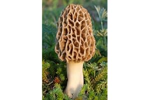 NATURE'S TREASURES TRUE morel mushroom grow kit grow morel mushrooms at home and garden