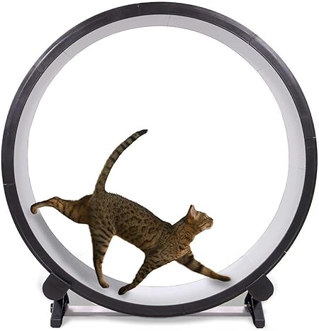 border collie accessories