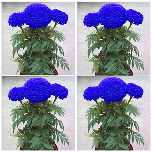 HEART SPEAKER 200 Pcs Blue Marigold Seeds Bonsai Chrysanthemum Flower Garden Plant Yard DecorBlue Marigold Seeds