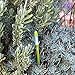 IPPINKA Sustee Aquameter, Plant Moisture Sensor Set of 2 (Green, Medium)