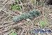 Miles Ghillie Rifle Wrap (Woodland)