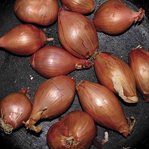 Album Art for Fried Shallots by Ty Segall