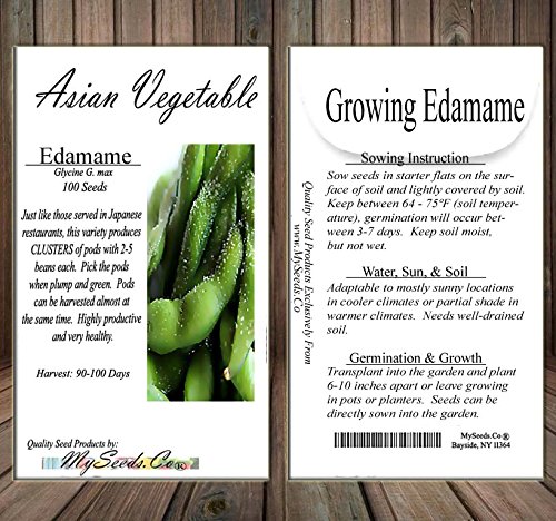 BIG PACK (100) Japanese Edamame seeds - HIGH IN PROTEIN - Young Soy Bean - 80-90 Days - Non-GMO Seeds by MySeeds.Co (BIG PACK - Japanese Edamame) - Thumbnail 4
