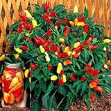 Sweet Pickle Pepper 20 Seeds -The Christmas Tree Pepper