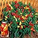Sweet Pickle Pepper 20 Seeds -The Christmas Tree Pepper