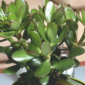 Árbol de jade (crassula ovata convoluta) - 1 planta: Amazon.es: Jardín