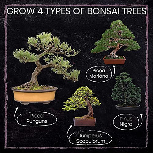 Nature's Blossom Bonsai Tree Kit 4 Types of Bonsai Seeds for Outdoor