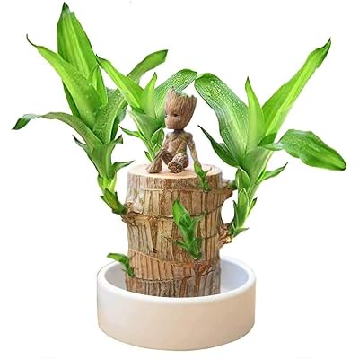 Lucky Wood Plant Brazilian Wood Hydroponic Water Potted Plant Stump ,Clean Air Mini Wood Plant Pot for Office Desktop Decoration