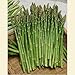 Mary Washington Asparagus Organic 30 Seeds #0612 Item Upc#650348692520