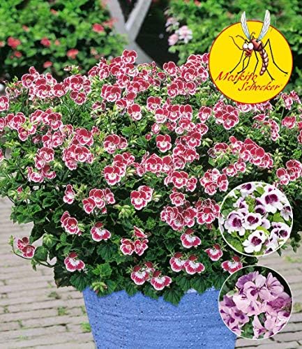 Topark Seeds - Rare Scented Geranium Seeds Lemon Scent Pelargonium Seed Mosquito Scare Flower Seeds Anti Mosquito, Flies and Mosquitoes