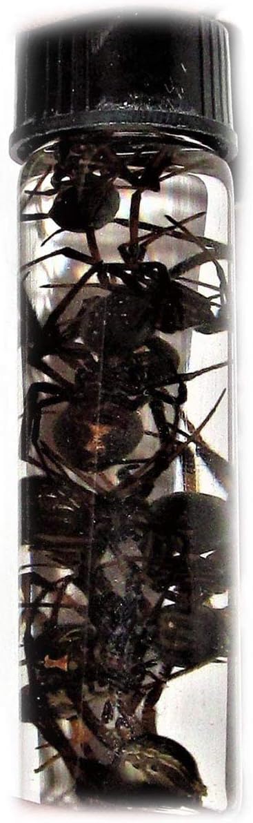 BicBugs Wet Specimen Real Wholesale LOT of 10 Black Widow Spider LATRODECTUS MACTANS Preserved in Vial