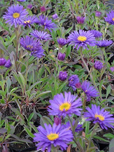 Aster alpinus Goliath - Lila Frühlingsaster, 3 Pflanzen im 7/6 cm Topf – Bild 8