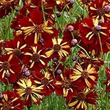 Kings Seeds - Coreopsis Tinctoria Roulette - 400 Seeds