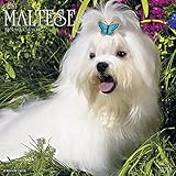 2016 Just Maltese Wall Calendar