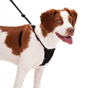 sporn no pull halter