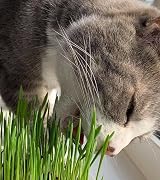 Cat FurNature Cat Grass 4 Pack All-in-One Kits UK Grow Your Own view 4