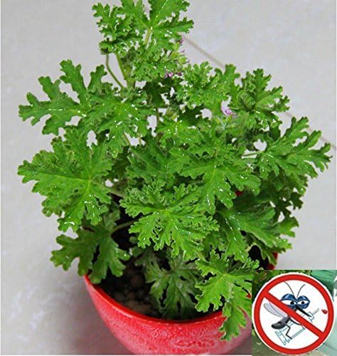 (MRG 200Ambizu Mosquito Repelling Grass 200PCS Mozzie Buster Sweetgrass