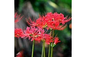 BODABI 3pcs Red Lycoris Radiata Bulbs Nerine Bowdenni Bulbs Red Bowden Lily Bulbs Red Spider Lily Hardy Easy to Plant Red Cornish Lily Bulbs