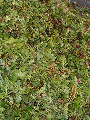 2 kg Sedumsprossenmischung für 20 m² Dachbegrünung – Bild 4