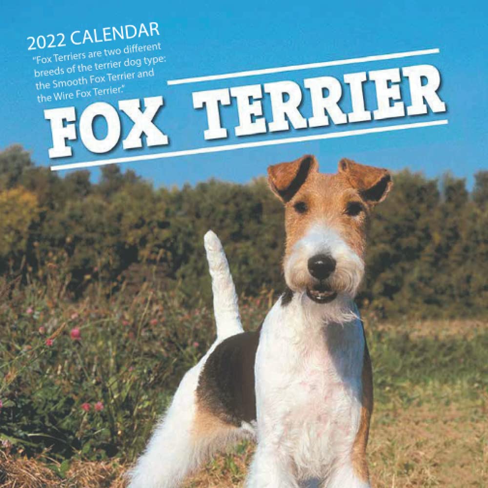 large wire haired terrier