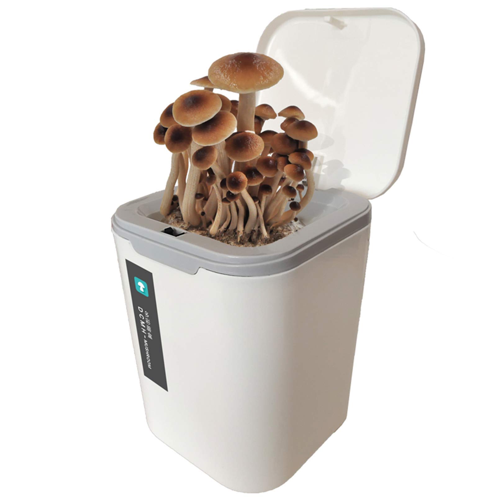 Buy DSHUJC Mushroom Growing Kit Indoor, Shiitake Mushroom Growing Kit Oyster Mushroom Spore